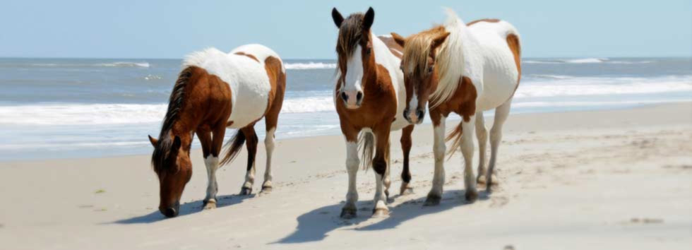 misty-of-chincoteague-by-marguerite-henry-and-miss-molly-s-inn