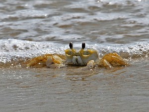 chincoteague-national-wildlife-refuge-crabbing