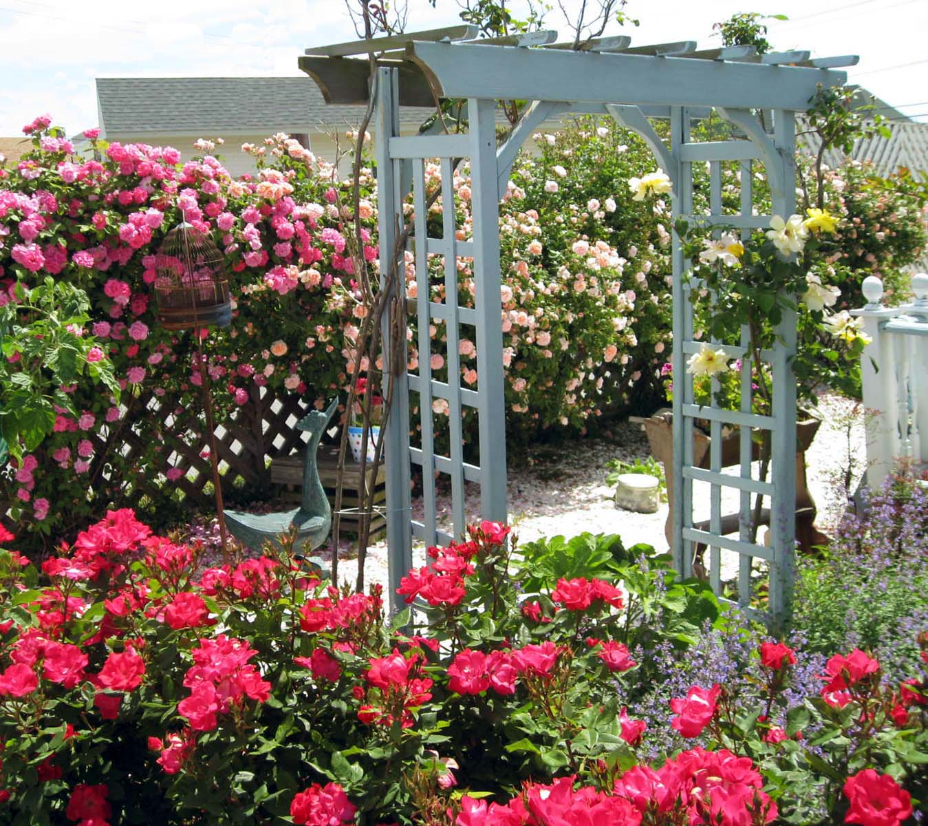 Enjoy the Roses of our Chincoteague Inn English Garden - Miss Molly’s