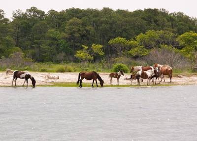 Spring Roundup of the Chincoteague Ponies - Miss Molly’s Inn Bed ...