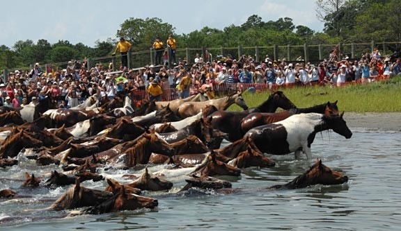 Schedule for the 2014 Chincoteague Pony Swim