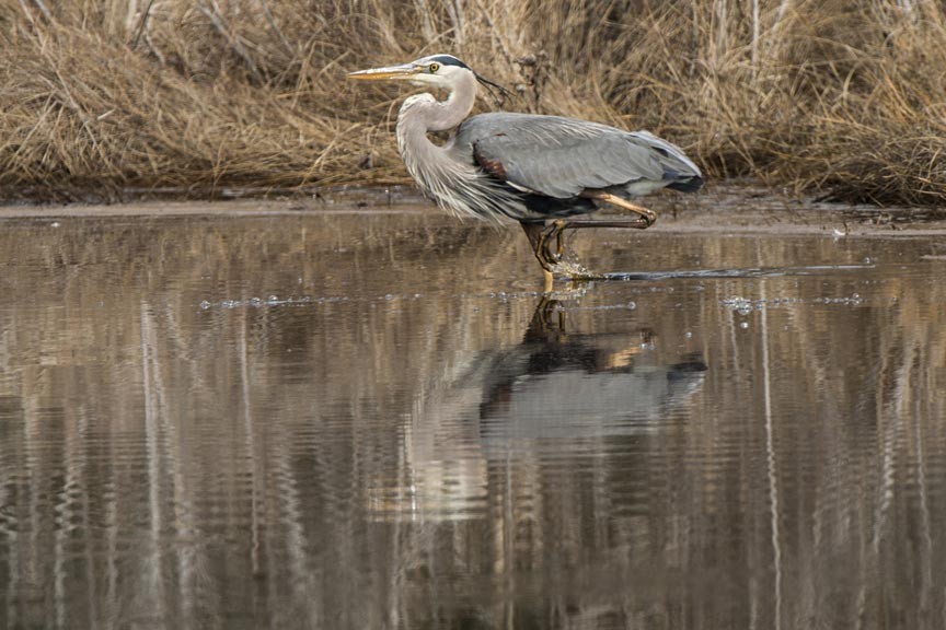 A Chincoteague Island Winter Getaway