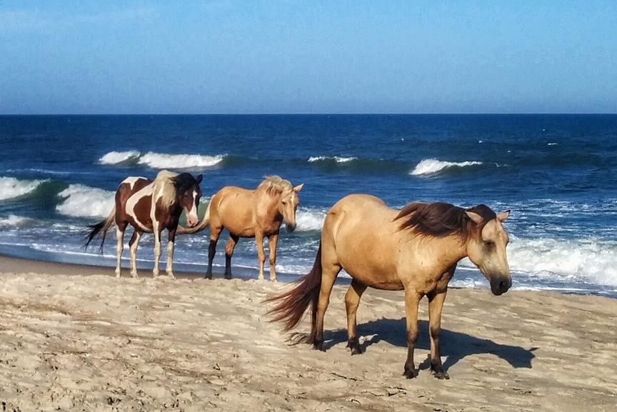 Chincoteague Pony Roundup Don T Miss The Fall 2019 Session