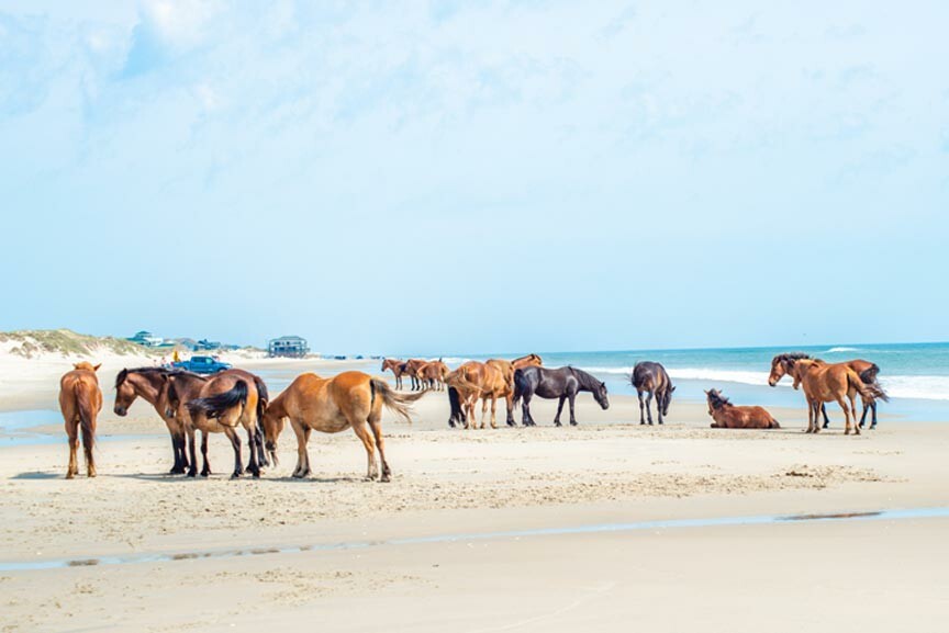 The 2020 Chincoteague Pony Spring Roundup is Coming!