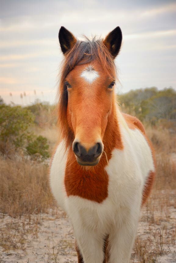 The 2020 Chincoteague Pony Spring Roundup is Coming!