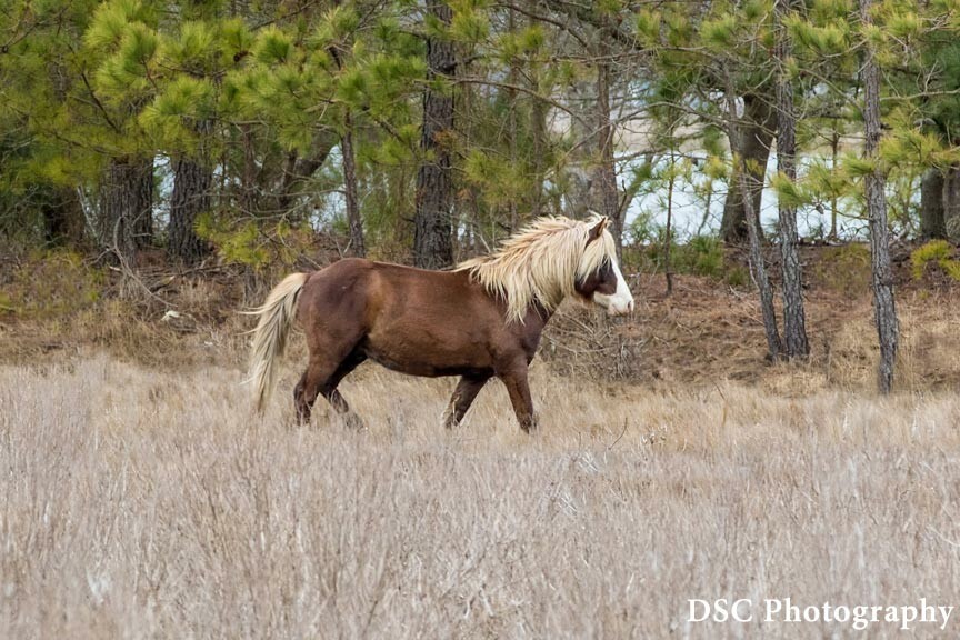 Chincoteague Pony Swim 2021