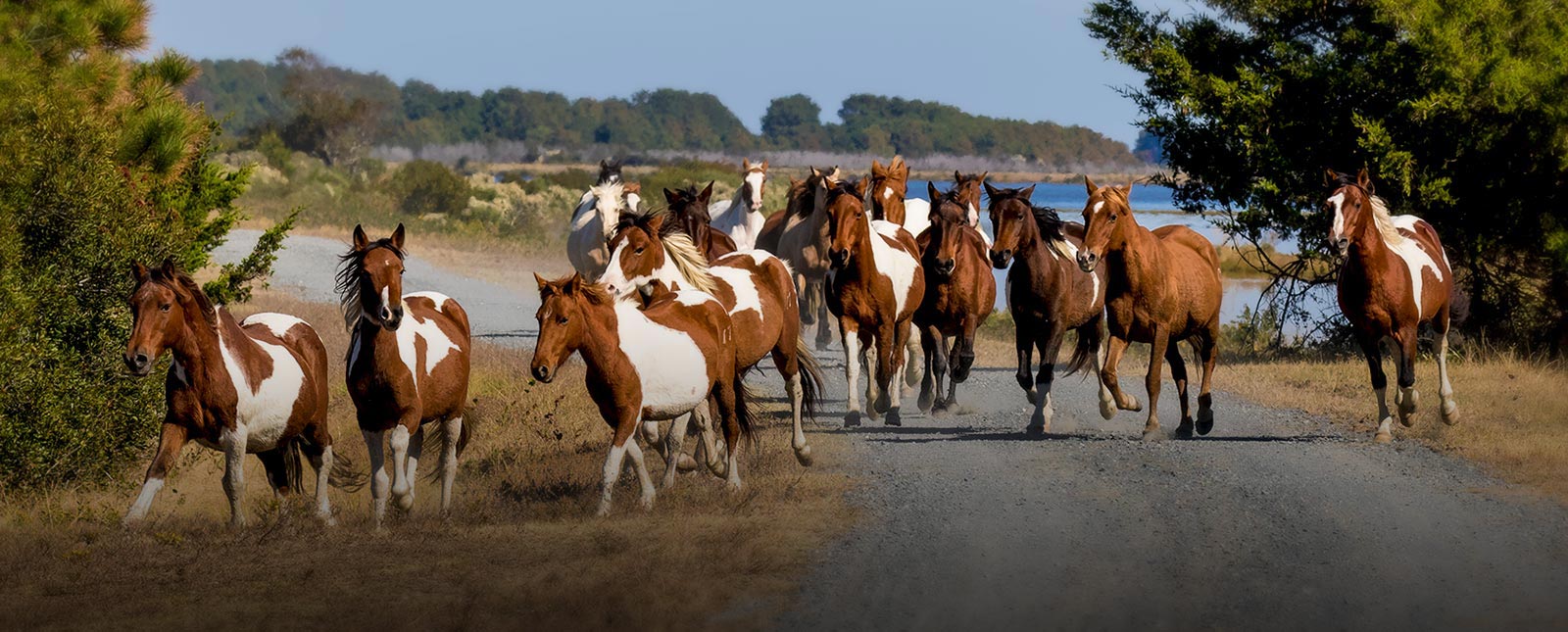 Wild Ponies of Chincoteague