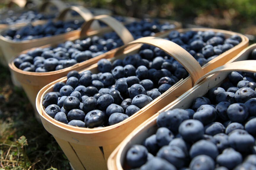 The 33rd Annual Chincoteague Blueberry Festival July 2224, 2021